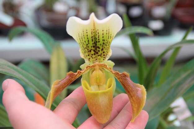 Плодоношение: какие растения дают ягоды