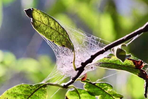 Механические методы борьбы с паутинным клещом