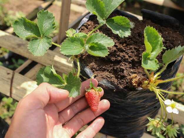 Ошибки при рассаживании клубники и как их избежать