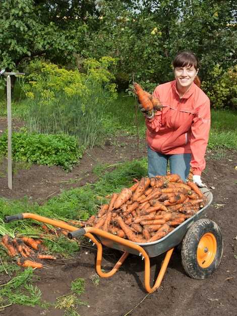 Рекомендации по почвообработке перед посадкой