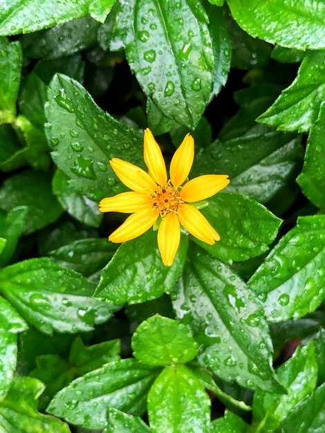 Бегонія: виды и их пятнистые формы