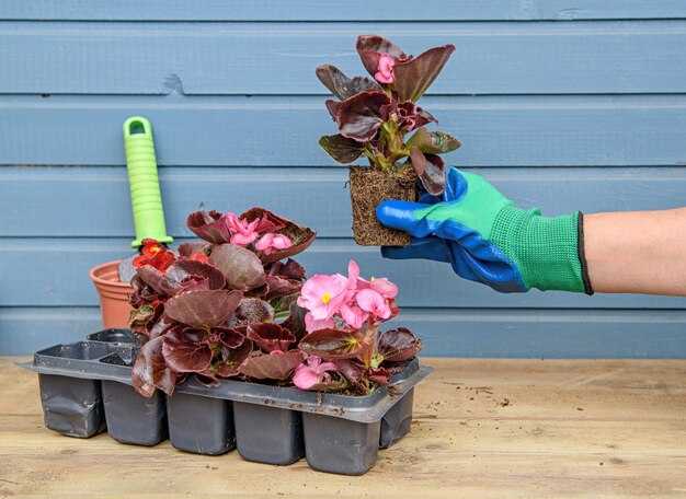 Подготовка картофеля для укоренения