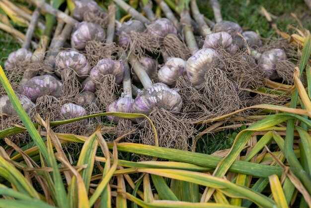 Удобрения для чеснока при посадке