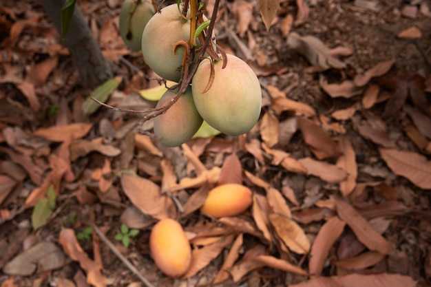 Выбор сорта манго для посадки
