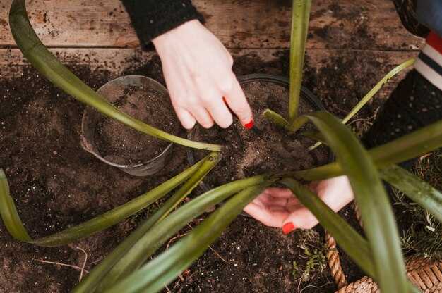 Как правильно мульчировать грядки с чесноком