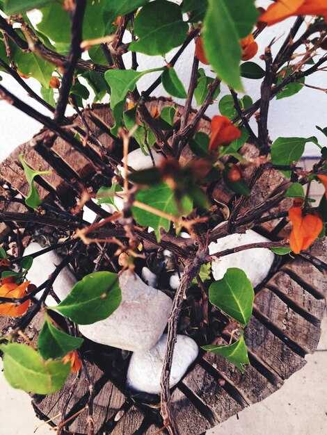 Полив вейгелы в осенний период