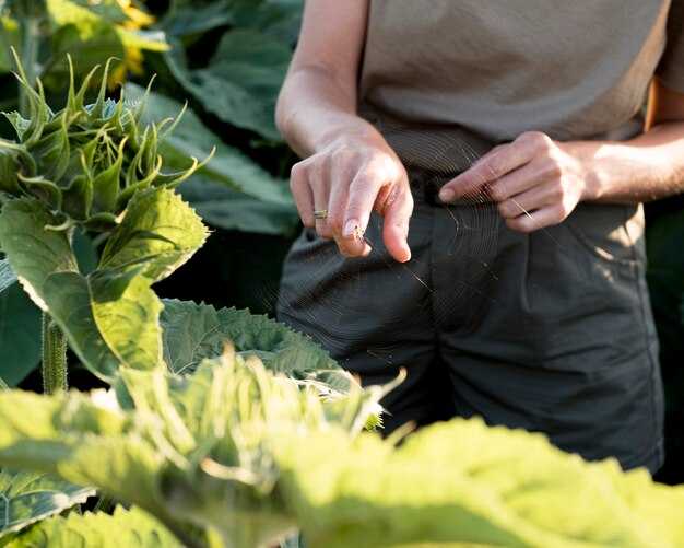 Использование бумажных полотенец для проращивания семян