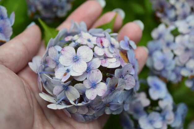 Защита гортензии от вредителей после рассадки