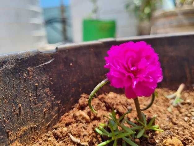 Проблемы и решения при выращивании флоксов из семян