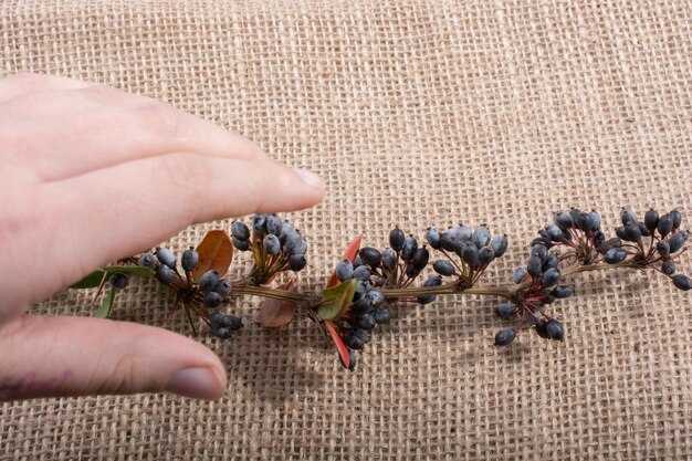 Определение зрелости семян гелиотропа