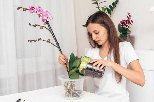 Уход после цветения: что делать с орхидеей