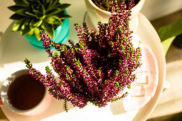 Условия для цветения кротона в квартире