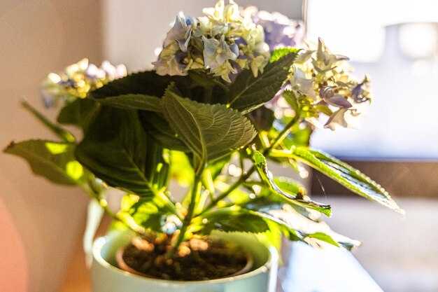 Оптимальный световой режим для кротона