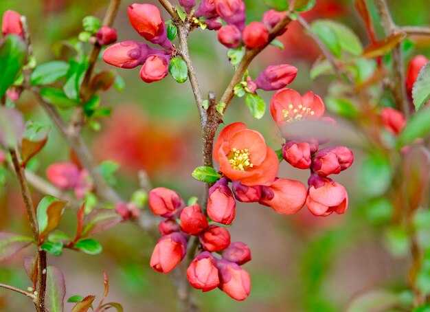 Влияние погодных условий на цветение японской айвы