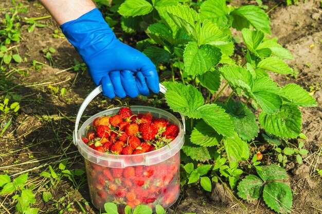 Как предотвратить передозировку удобрений при уходе за клубникой