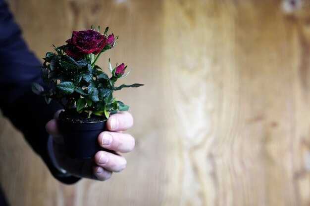 Проблемы при укоренении и их решение