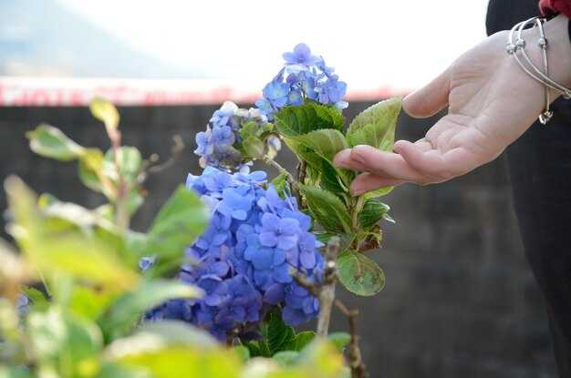 Методы формирования куста перед укрытием