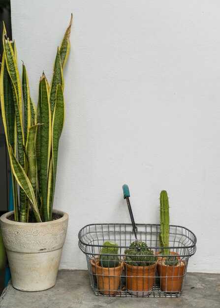 Проблемы с драцена: болезни и вредители