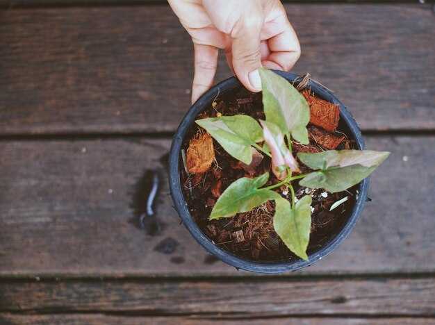 Полив: сколько и как часто нужно поливать