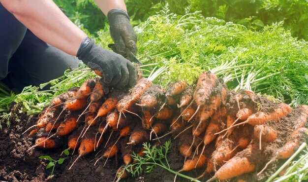 Требования к почве для успешного роста моркови