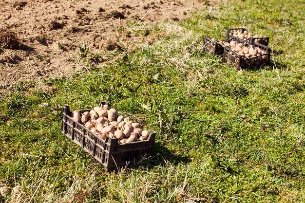 Проблемы и увольнения, снижающие урожай картофеля