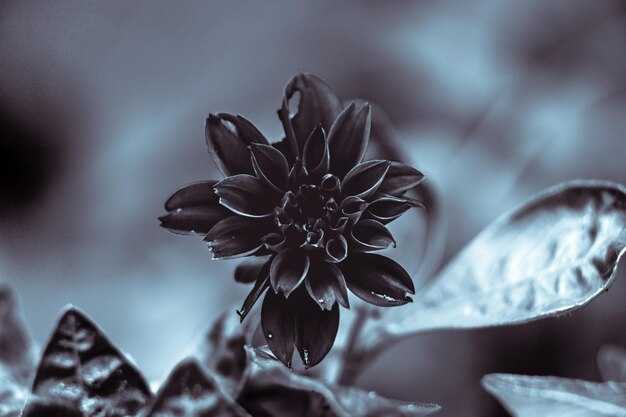 Черные настурции: посадка и уход