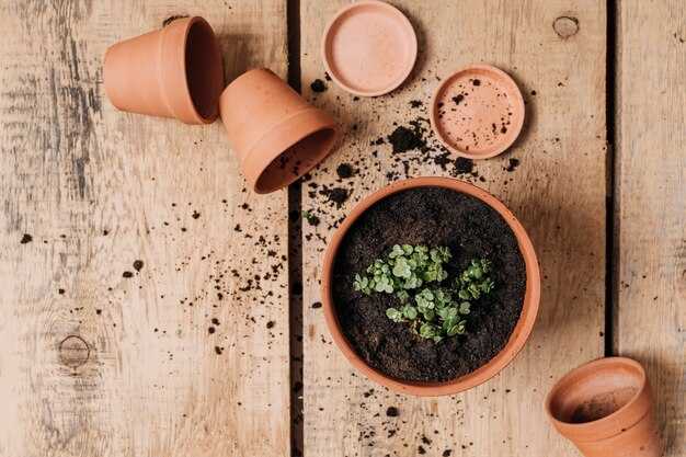 Кустарники, которые thrive на песчаной почве