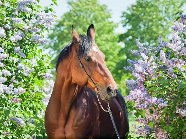 Разновидности черного цвета лошадей