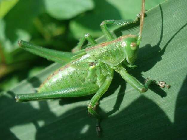 Как ухаживать за богомолом в зависимости от его цвета