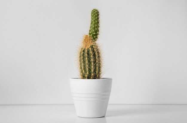 Пересадка кактусов с белыми цветами: шаги процесса