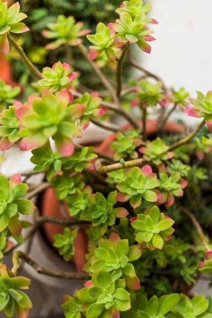 Правила полива каланхоэ во время цветения