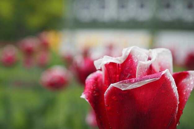 Рекомендации по утеплению корневой системы роз