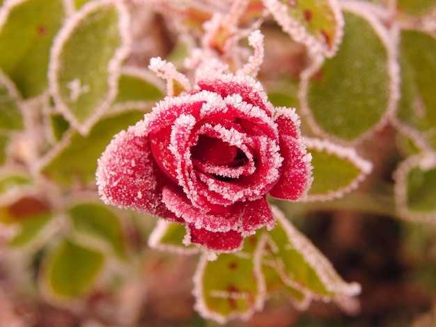 Новости о погоде: когда обращать внимание на заморозки