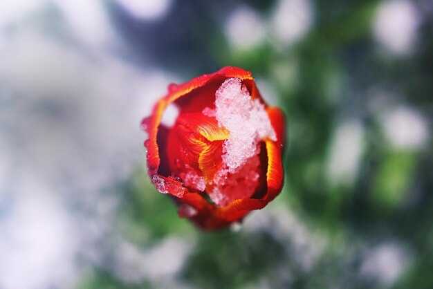 Когда и как открывать укрытие весной