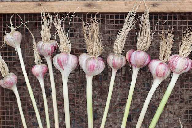 Оптимальная температура воды для замачивания