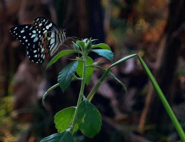 На что обратить внимание при пересадке растения